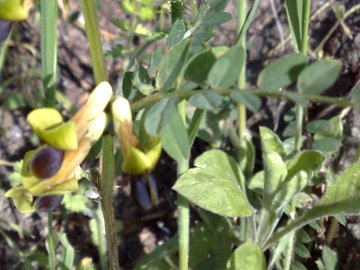 Una Fabacea  con fiore giallastro - Vicia melanops